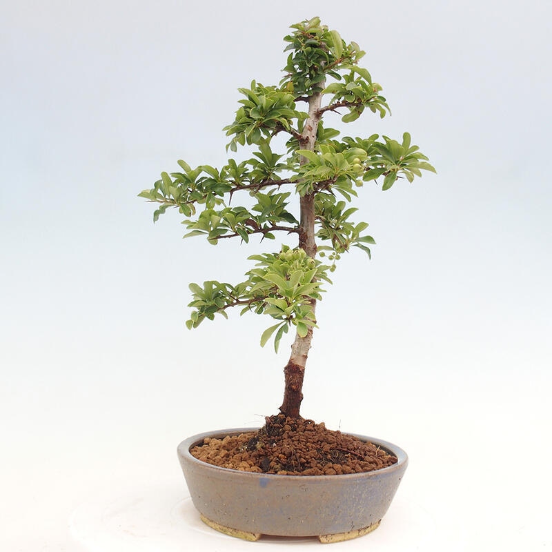 Outdoor bonsai - Pyracantha teton - Scarlet hawthorn