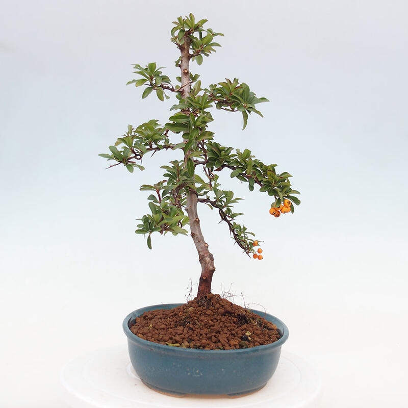 Outdoor bonsai - Pyracantha teton - Scarlet hawthorn