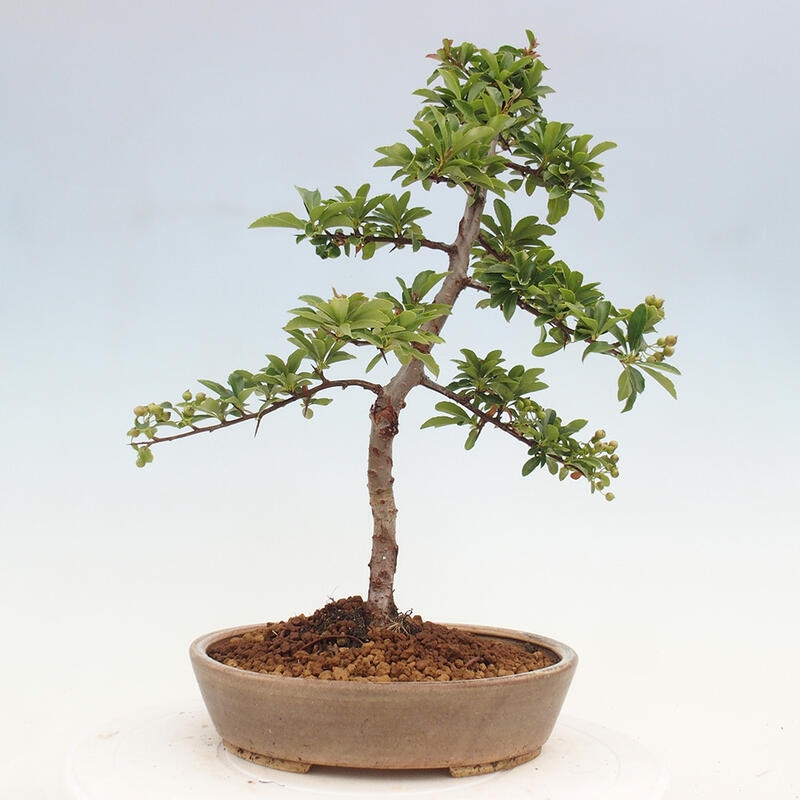 Outdoor bonsai - Pyracantha teton - Scarlet hawthorn