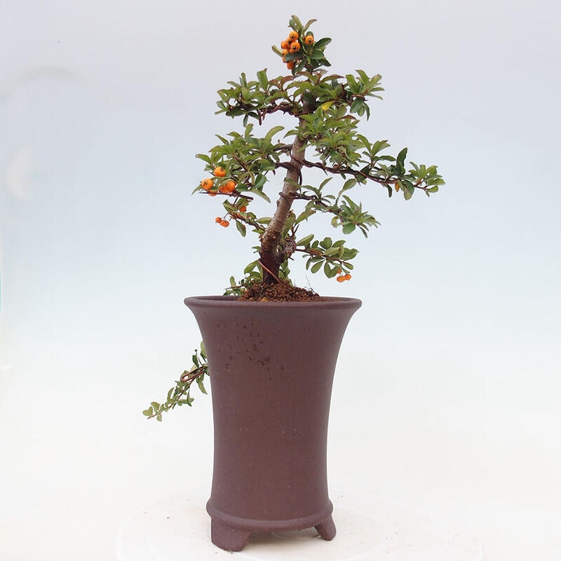 Outdoor bonsai - Pyracantha teton - Scarlet hawthorn