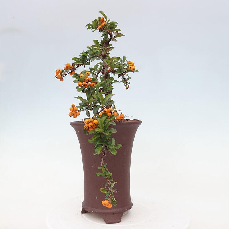 Outdoor bonsai - Pyracantha teton - Scarlet hawthorn