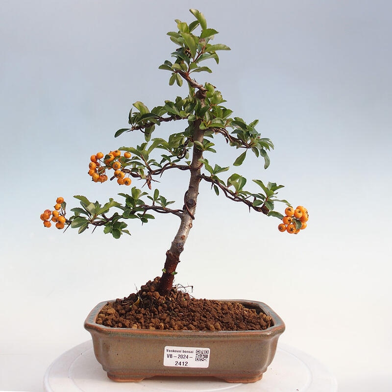 Outdoor bonsai - Pyracantha teton - Scarlet hawthorn