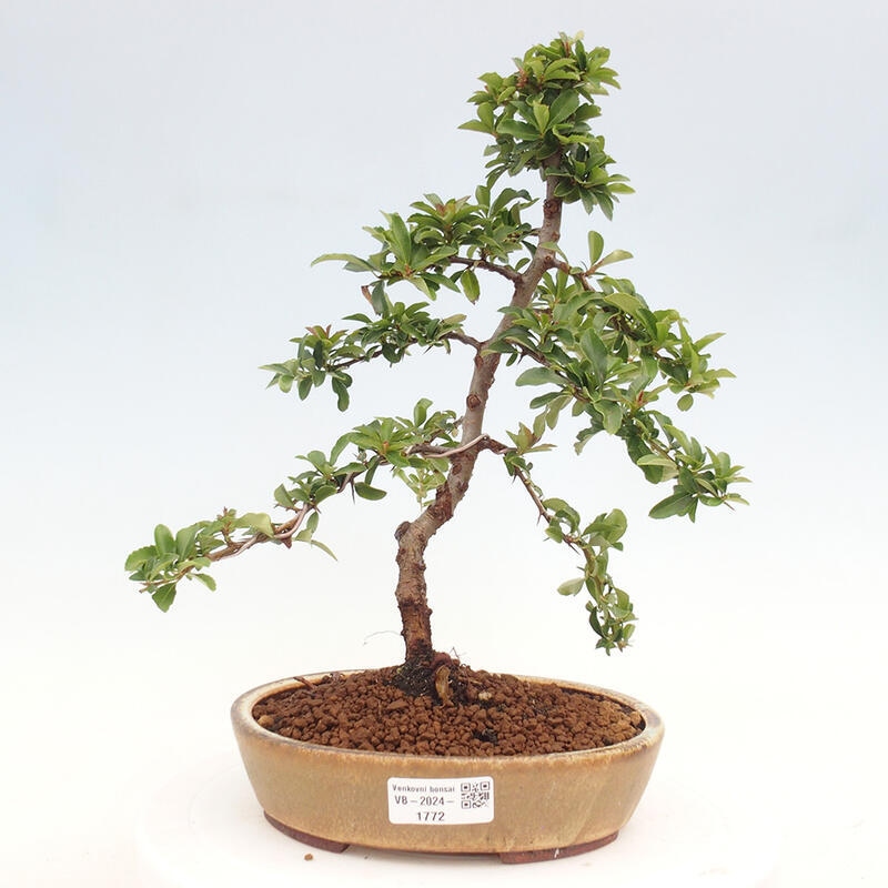 Outdoor bonsai - Pyracantha teton - Scarlet hawthorn