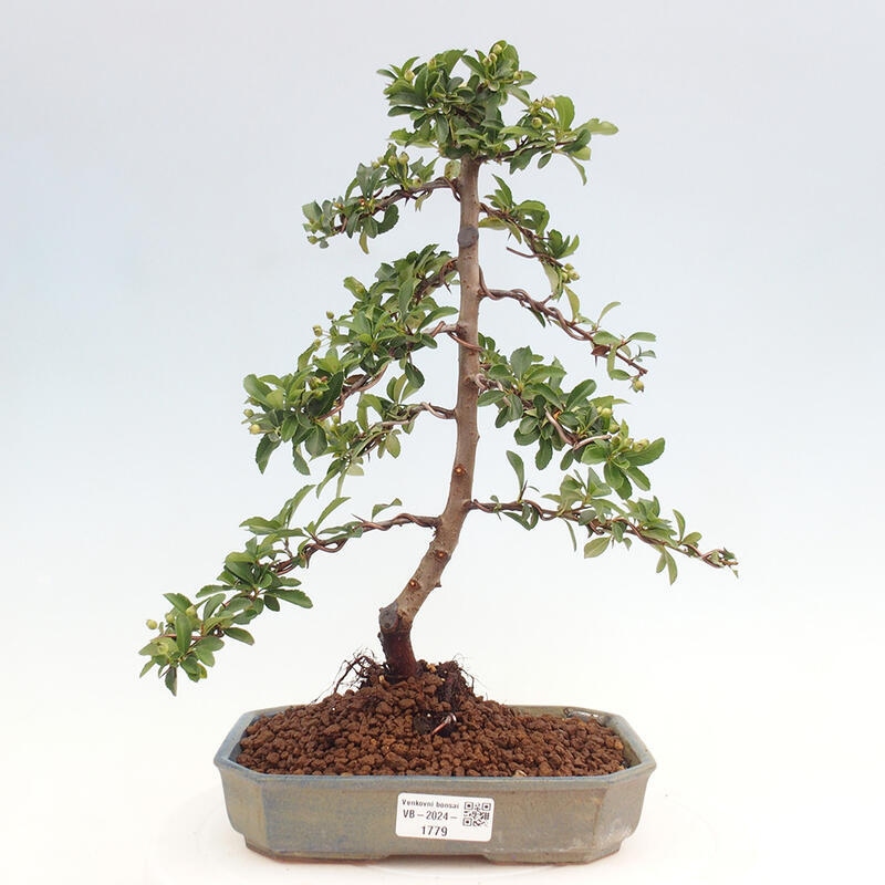 Outdoor bonsai - Pyracantha teton - Scarlet hawthorn