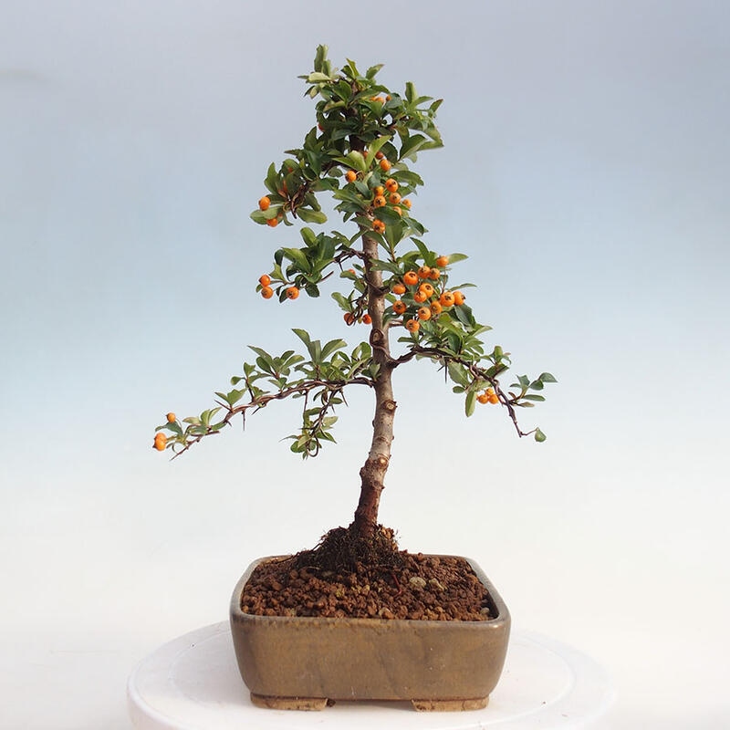 Outdoor bonsai - Pyracantha teton - Scarlet hawthorn