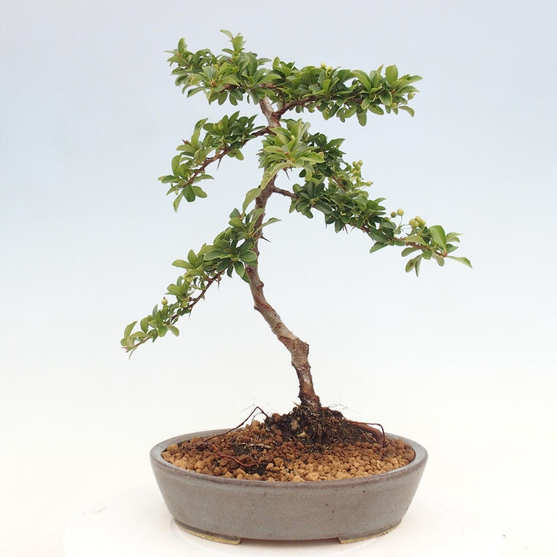 Outdoor bonsai - Pyracantha teton - Scarlet hawthorn