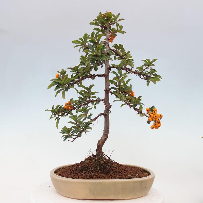 Outdoor bonsai - Pyracantha teton - Scarlet hawthorn