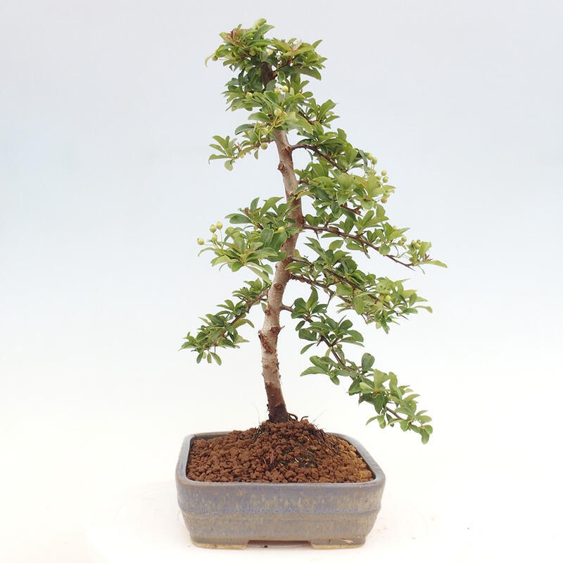 Outdoor bonsai - Pyracantha teton - Scarlet hawthorn