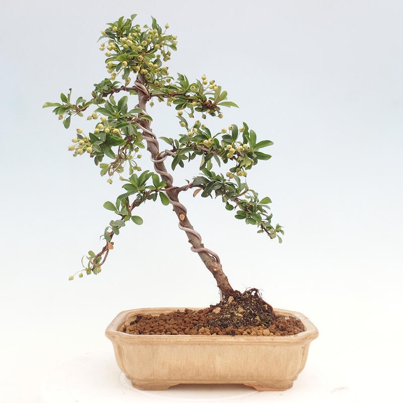 Outdoor bonsai - Pyracantha teton - Scarlet hawthorn