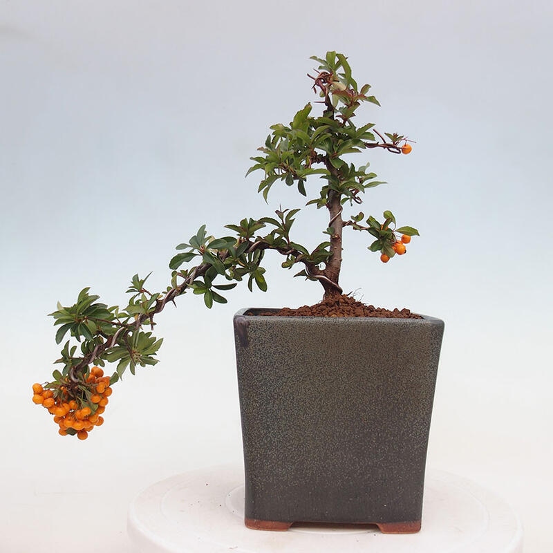 Outdoor bonsai - Pyracantha teton - Scarlet hawthorn