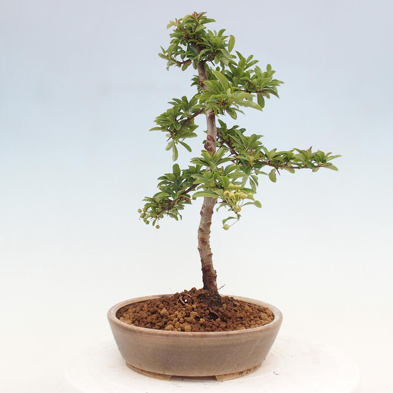 Outdoor bonsai - Pyracantha teton - Scarlet hawthorn