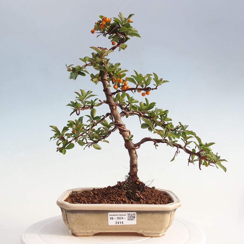 Outdoor bonsai - Pyracantha teton - Scarlet hawthorn