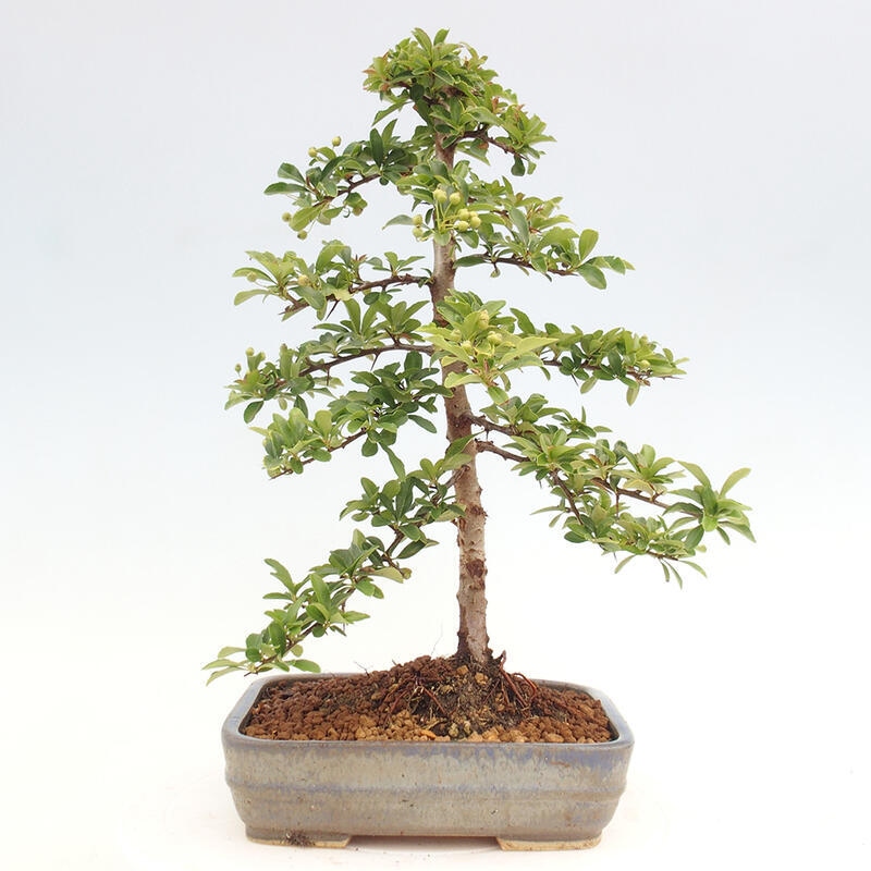 Outdoor bonsai - Pyracantha teton - Scarlet hawthorn