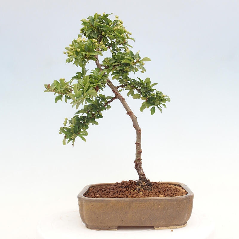 Outdoor bonsai - Pyracantha teton - Scarlet hawthorn