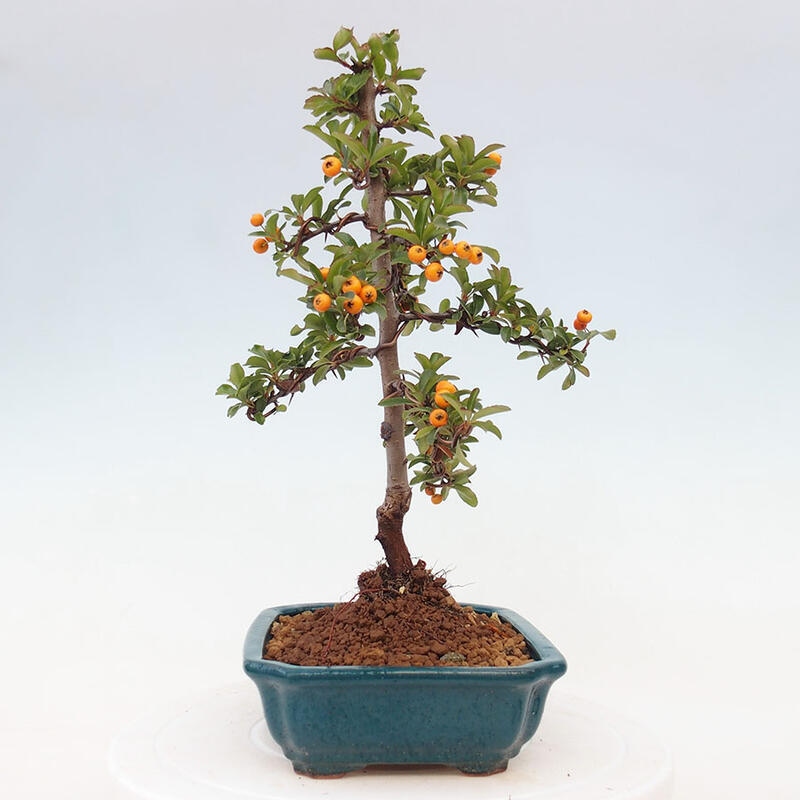 Outdoor bonsai - Pyracantha teton - Scarlet hawthorn