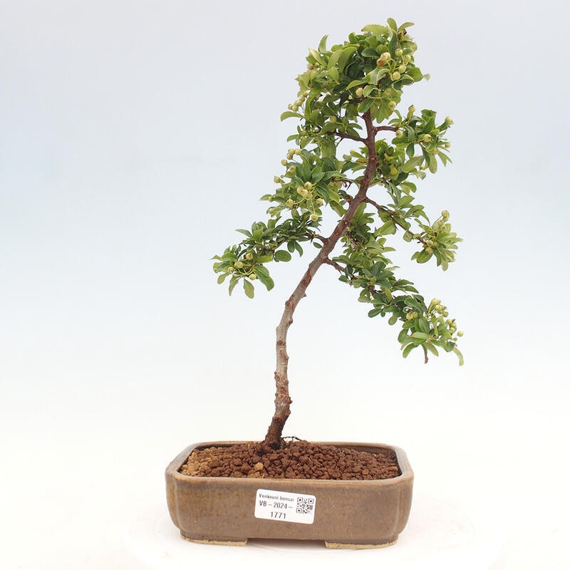 Outdoor bonsai - Pyracantha teton - Scarlet hawthorn