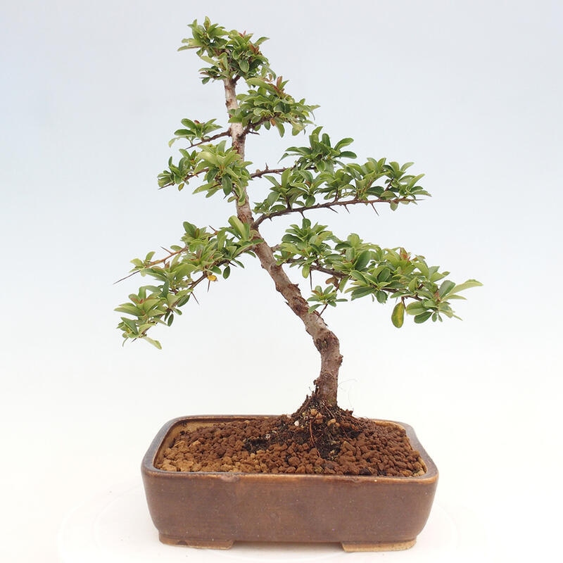 Outdoor bonsai - Pyracantha teton - Scarlet hawthorn