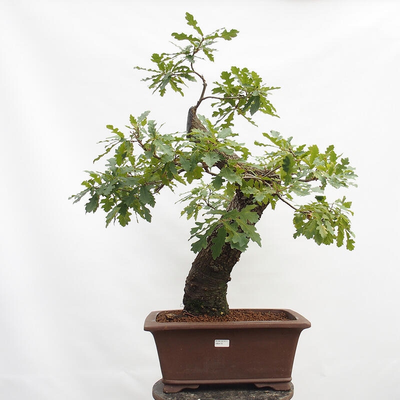 Outdoor bonsai Quercus Cerris - Oak Cer