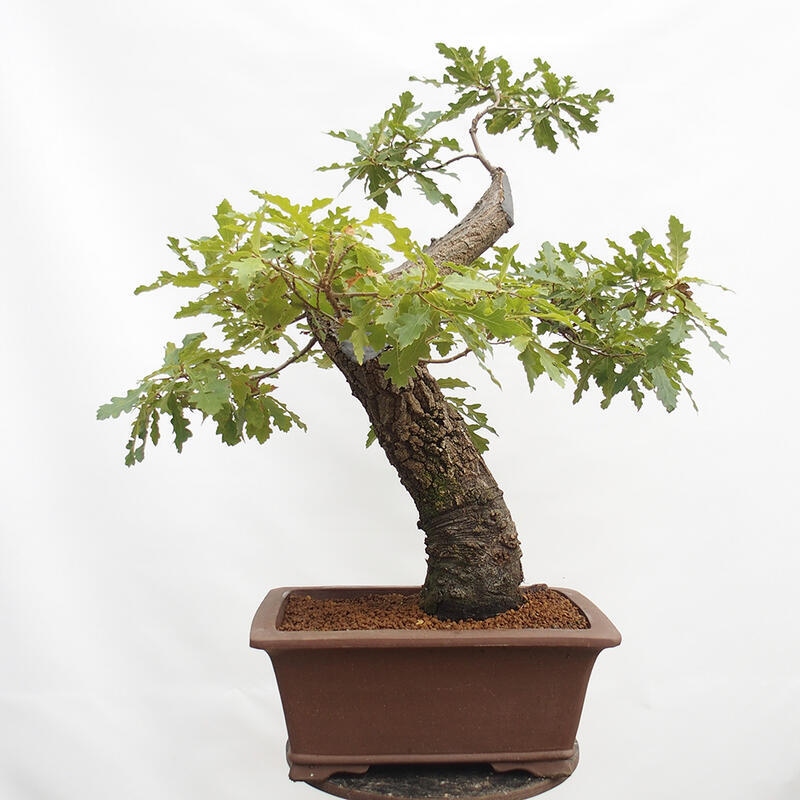 Outdoor bonsai Quercus Cerris - Oak Cer