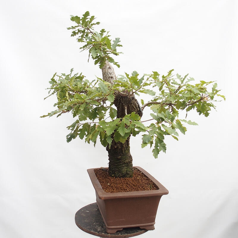 Outdoor bonsai Quercus Cerris - Oak Cer