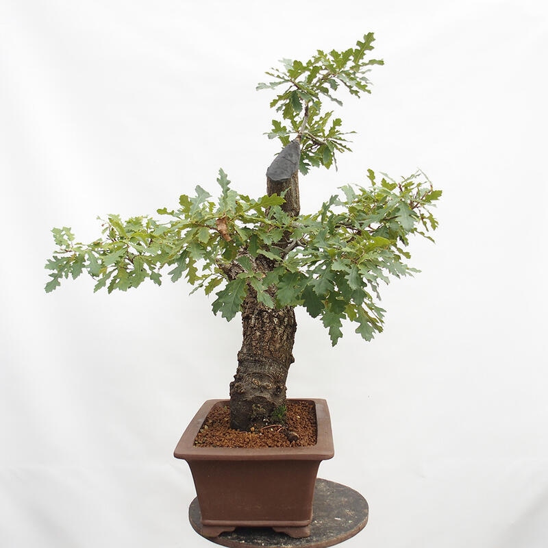 Outdoor bonsai Quercus Cerris - Oak Cer