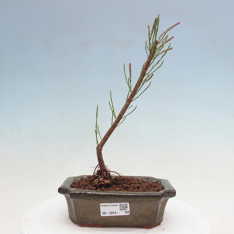 Outdoor bonsai - Tamarix - Tamarix