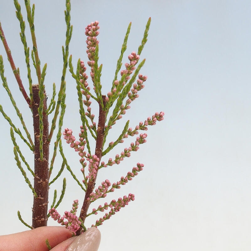 Outdoor bonsai - Tamarix - Tamarix