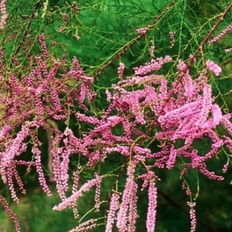 Outdoor bonsai - Tamarix - Tamarix