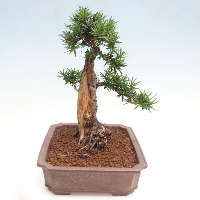 Outdoor bonsai - Taxus cuspidata - Japanese yew