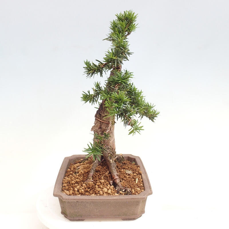 Outdoor bonsai - Taxus cuspidata - Japanese yew