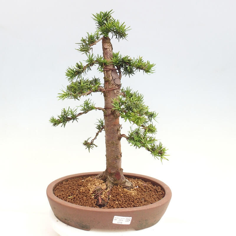 Outdoor bonsai - Taxus cuspidata - Japanese yew