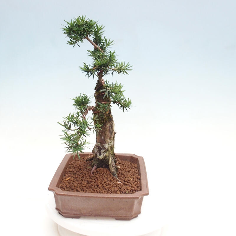 Outdoor bonsai - Taxus cuspidata - Japanese yew