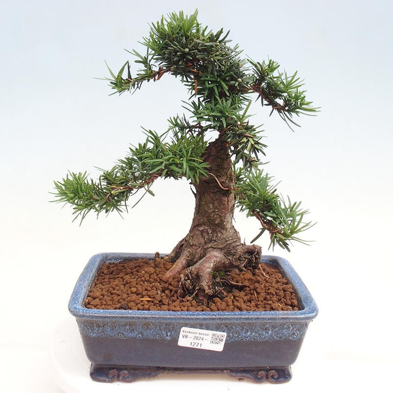 Outdoor bonsai - Taxus cuspidata - Japanese yew