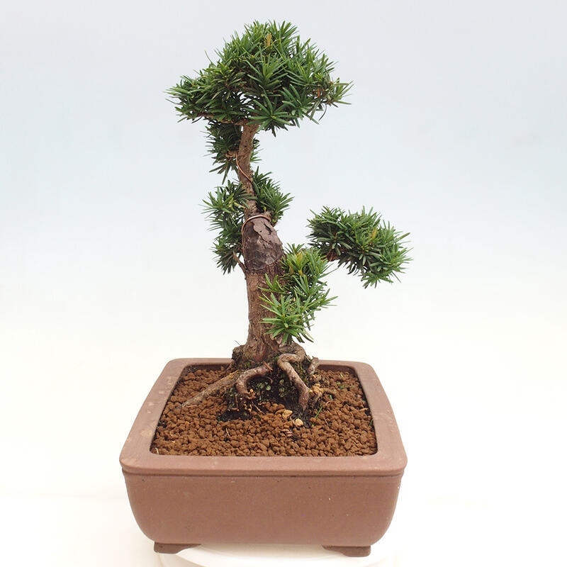 Outdoor bonsai - Taxus cuspidata - Japanese yew