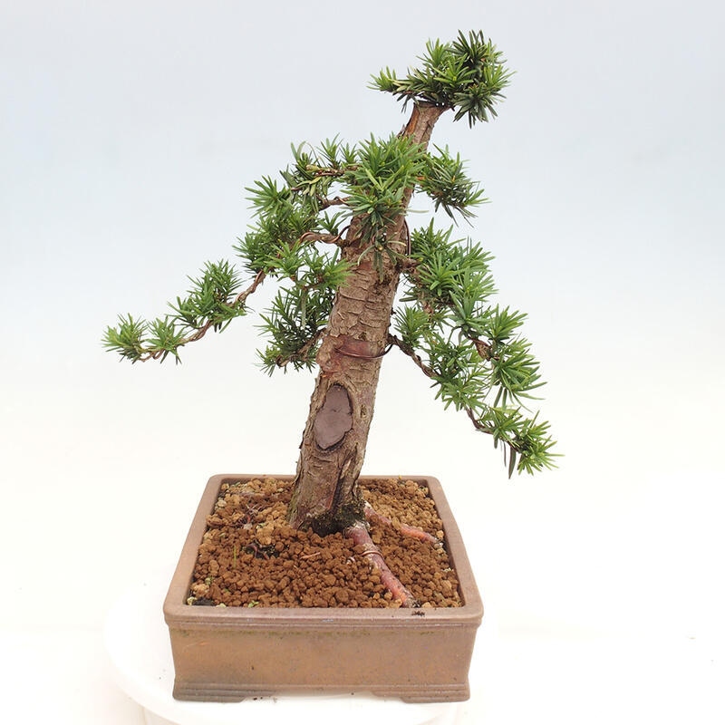 Outdoor bonsai - Taxus cuspidata - Japanese yew