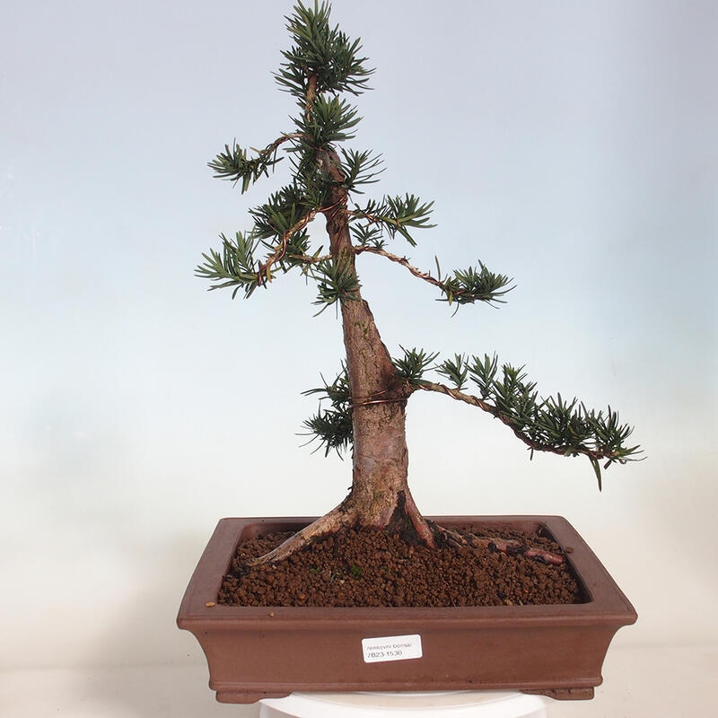 Outdoor bonsai - Taxus cuspidata - Japanese yew