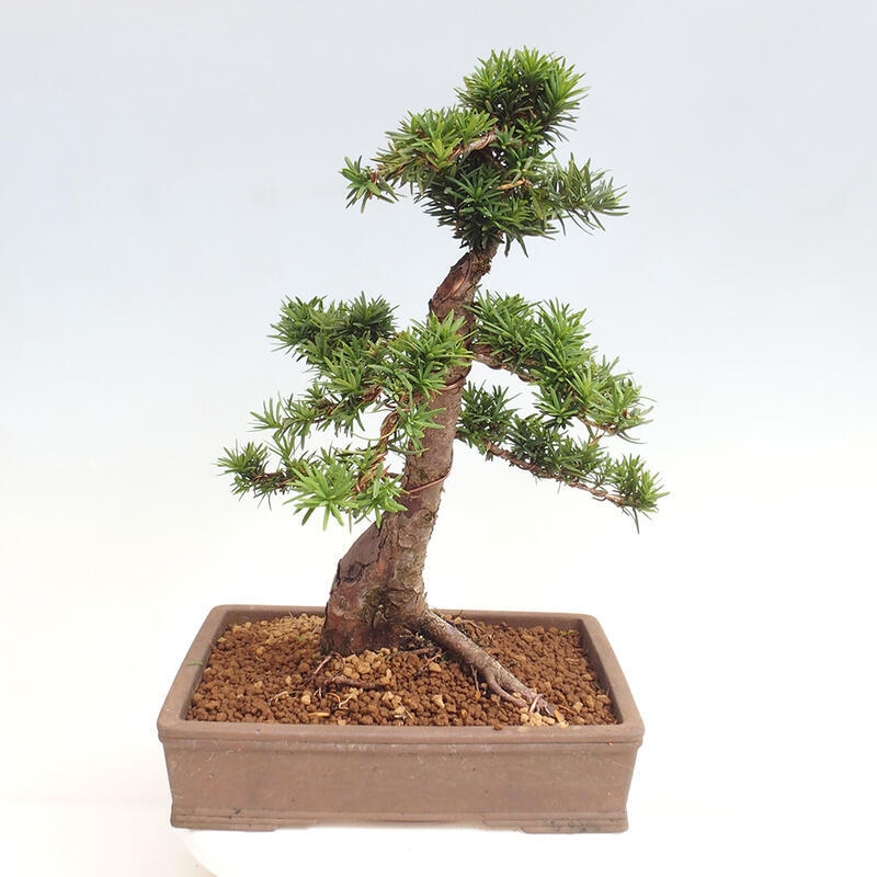 Outdoor bonsai - Taxus cuspidata - Japanese yew