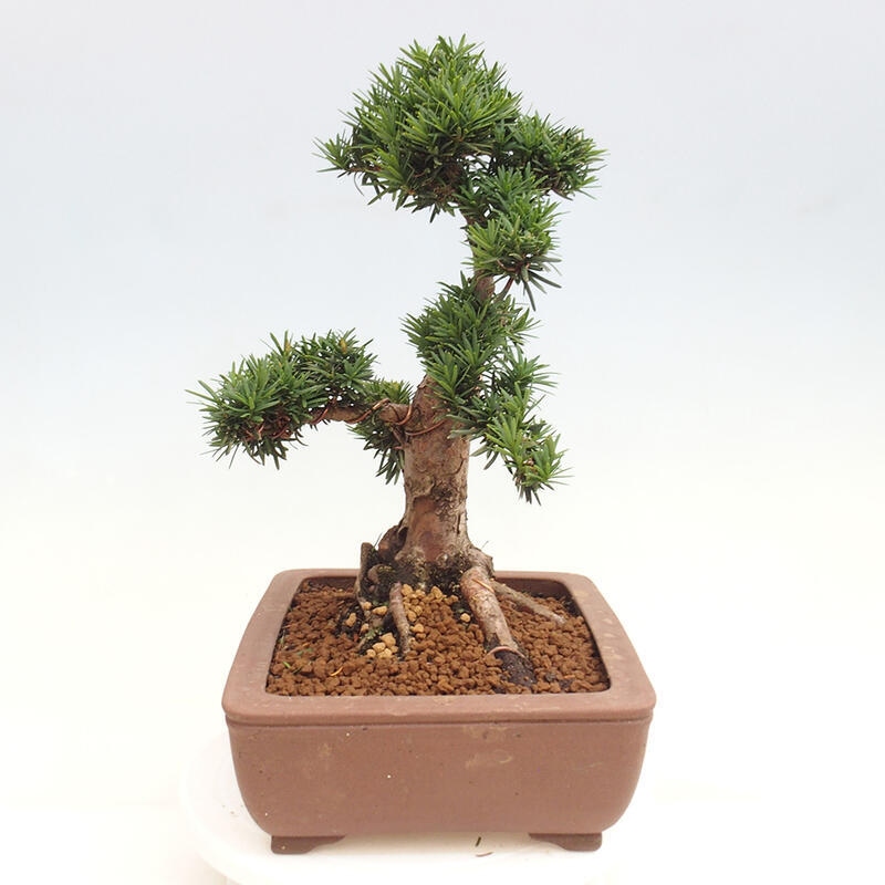 Outdoor bonsai - Taxus cuspidata - Japanese yew