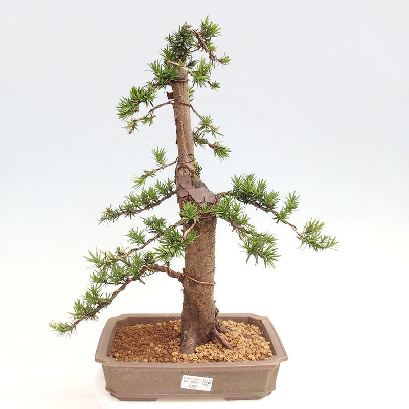 Outdoor bonsai - Taxus cuspidata - Japanese yew