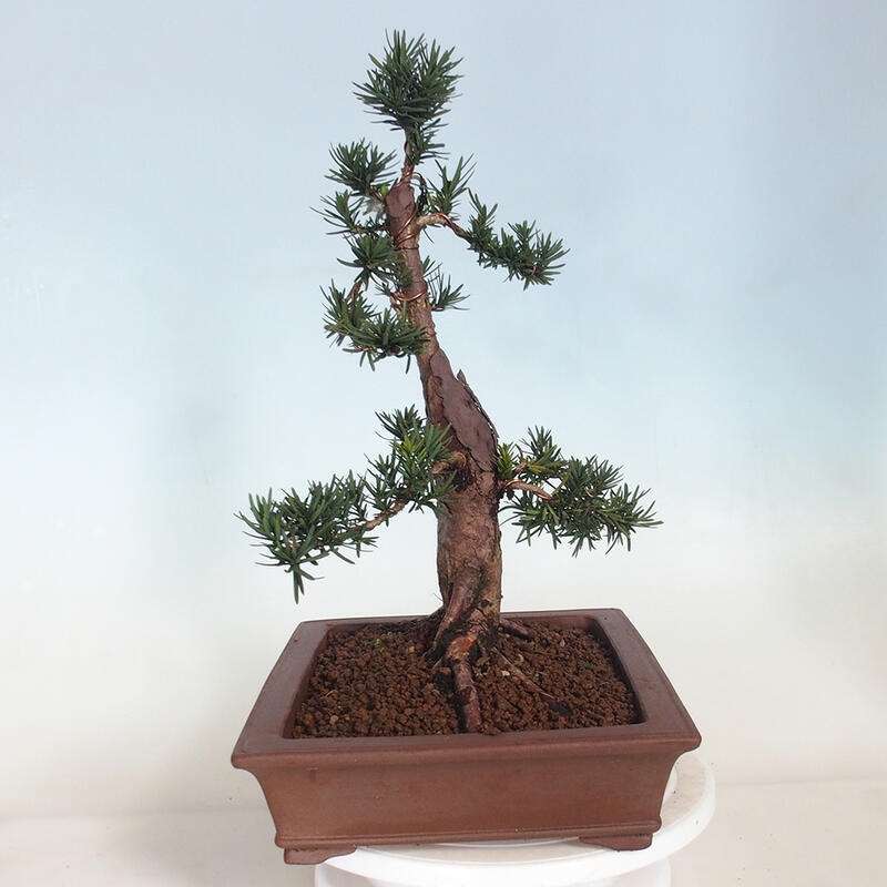 Outdoor bonsai - Taxus cuspidata - Japanese yew