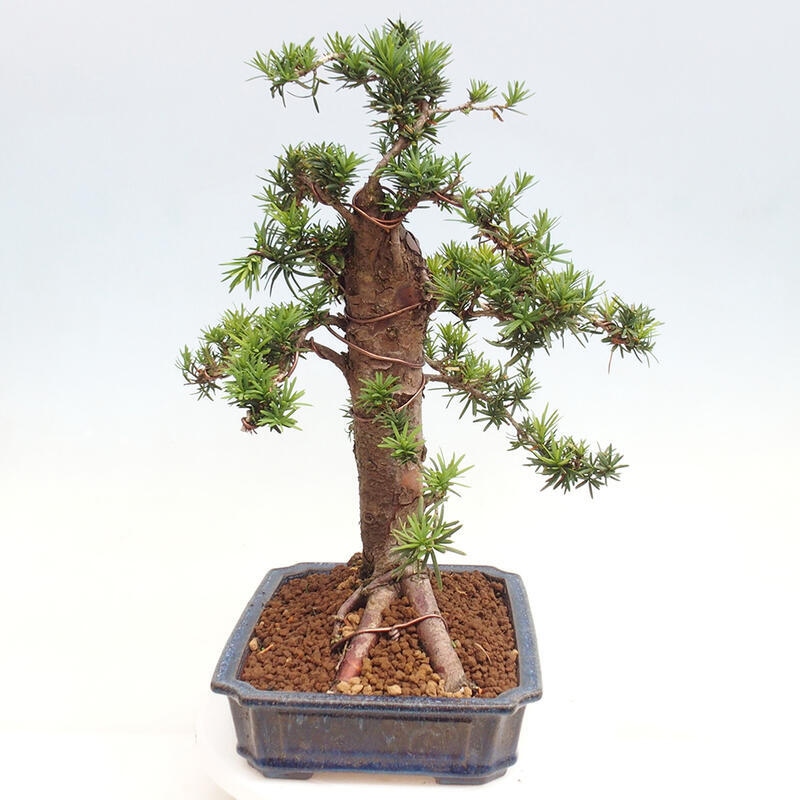 Outdoor bonsai - Taxus cuspidata - Japanese yew