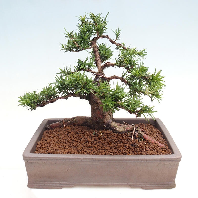 Outdoor bonsai - Taxus cuspidata - Japanese yew