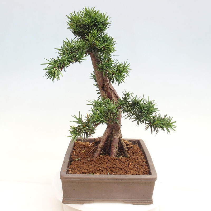 Outdoor bonsai - Taxus cuspidata - Japanese yew