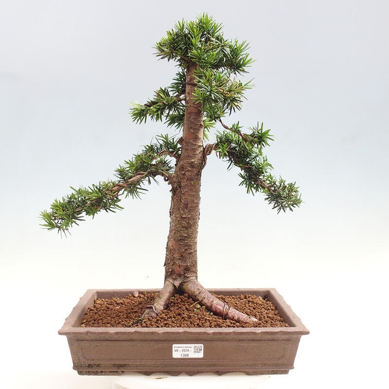 Outdoor bonsai - Taxus cuspidata - Japanese yew