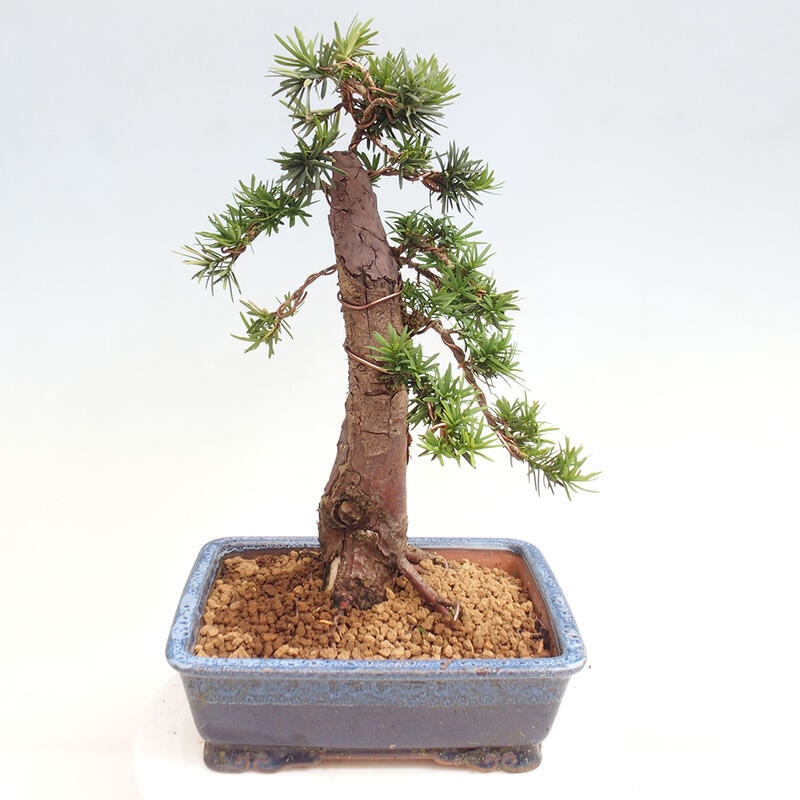 Outdoor bonsai - Taxus cuspidata - Japanese yew