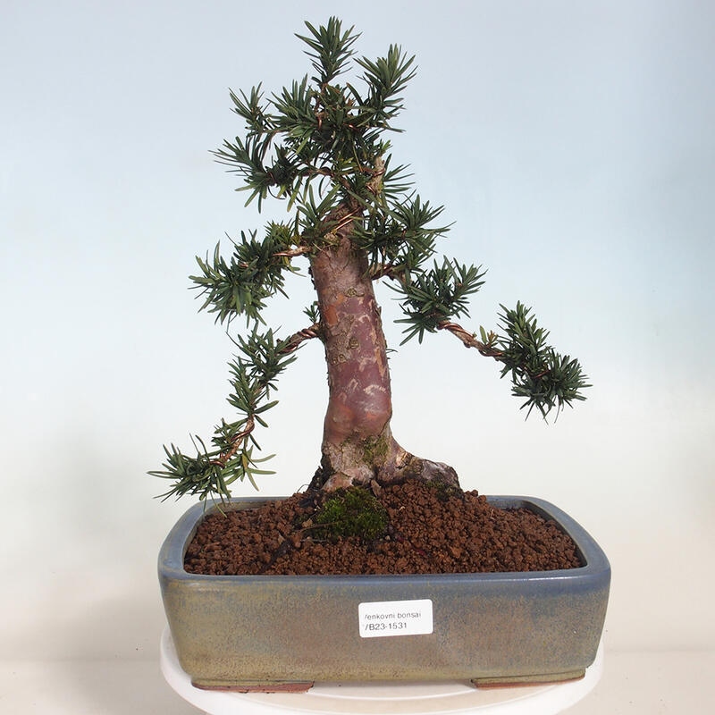 Outdoor bonsai - Taxus cuspidata - Japanese yew