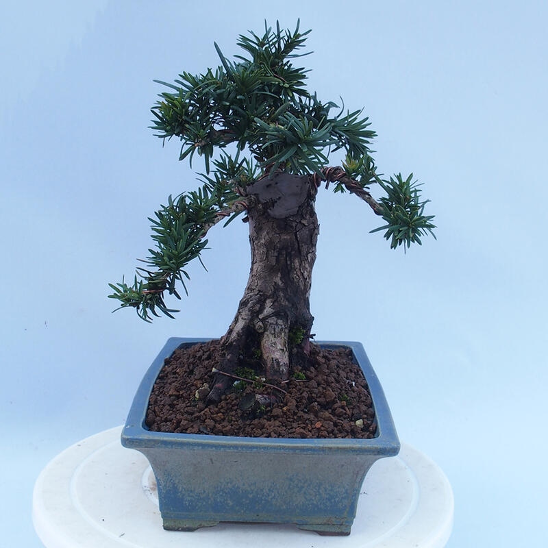 Outdoor bonsai - Taxus cuspidata - Japanese yew