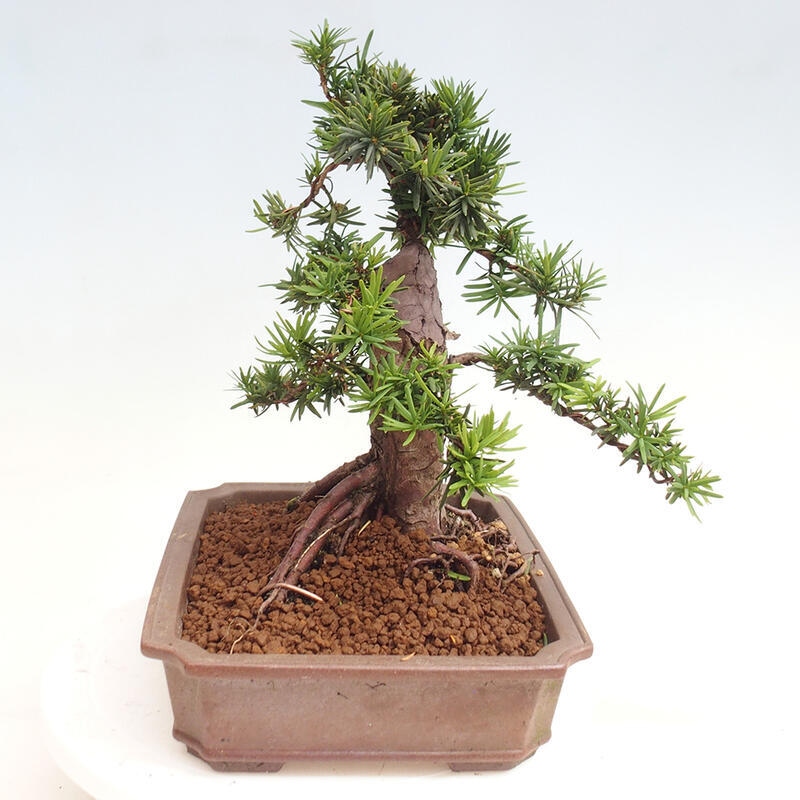 Outdoor bonsai - Taxus cuspidata - Japanese yew