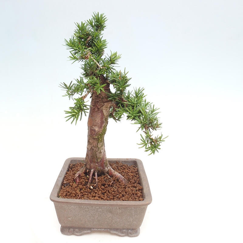 Outdoor bonsai - Taxus cuspidata - Japanese yew