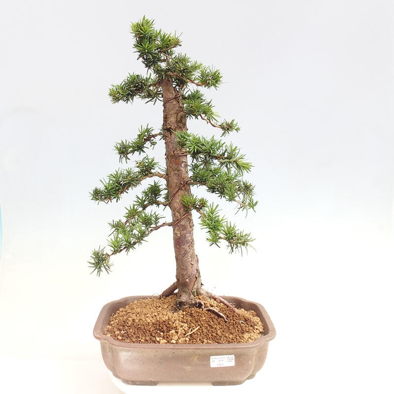 Outdoor bonsai - Taxus cuspidata - Japanese yew